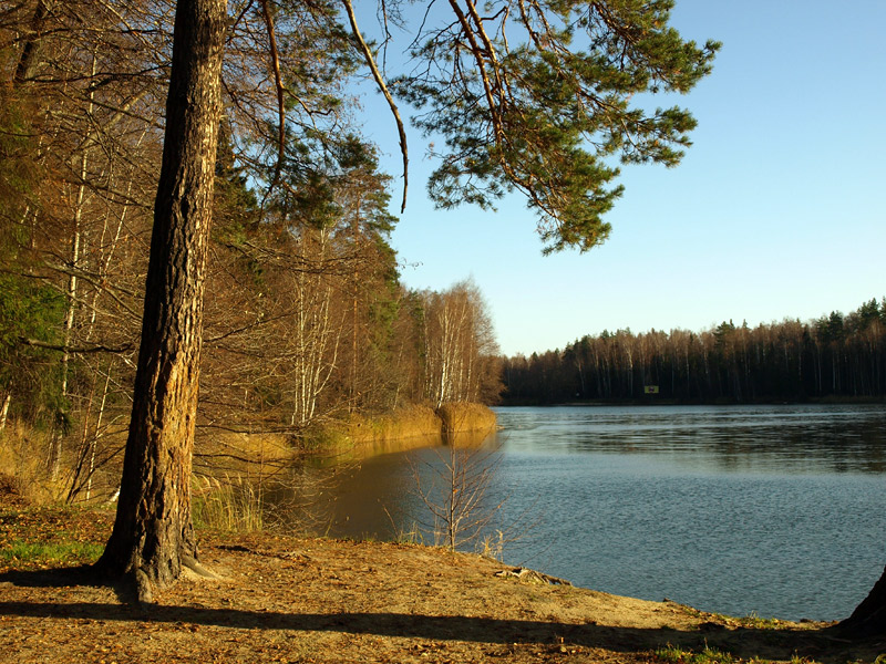 Северное озеро черноголовка фото