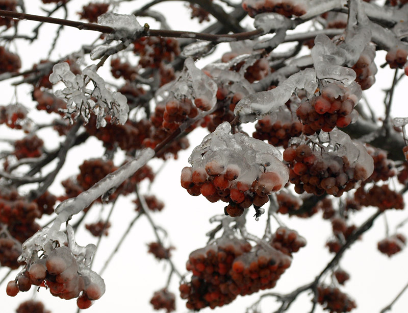 Winter 2010. Ледяной дождь рябина. Ледяной дождь и Рябига. Зима 2010.