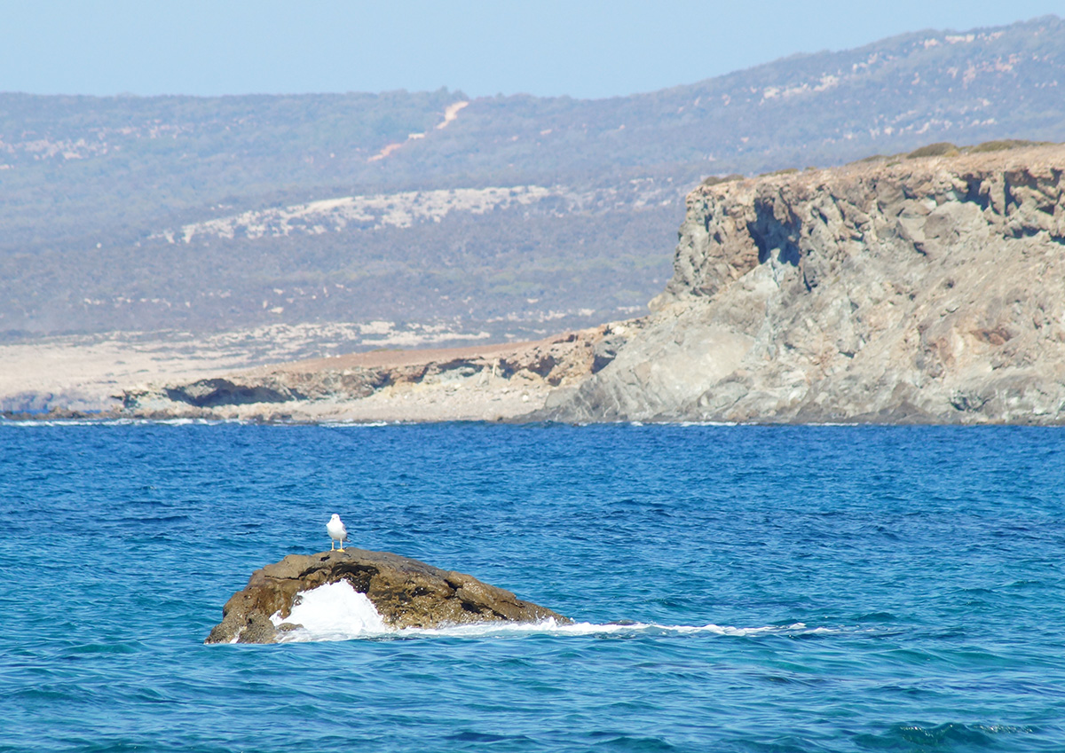 Полуостров кипр. Национальный парк полуостров Акамас. Akamas Cyprus. Акамас фото. Чепахи пляж Кипр Акамас.