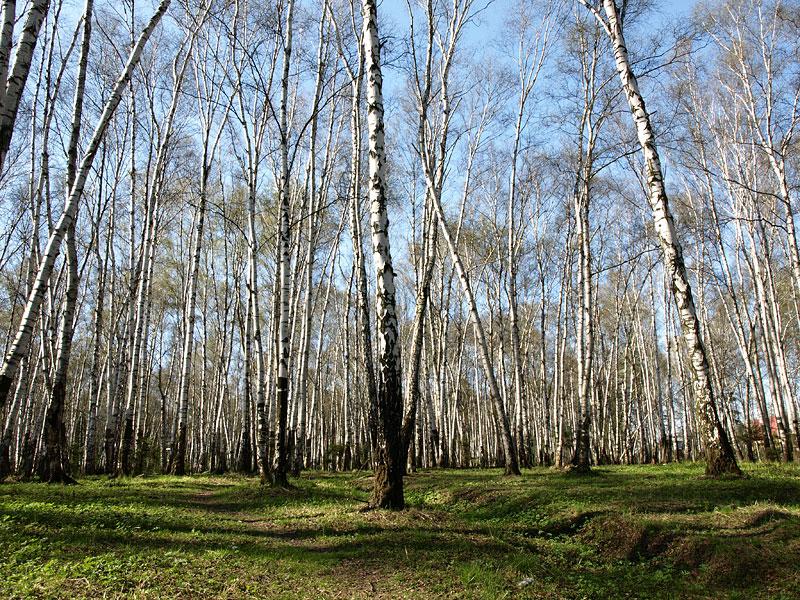 Фото леса весной в апреле